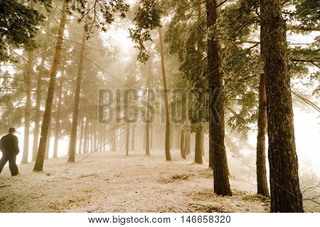 Perspective of misty forest with man walking by