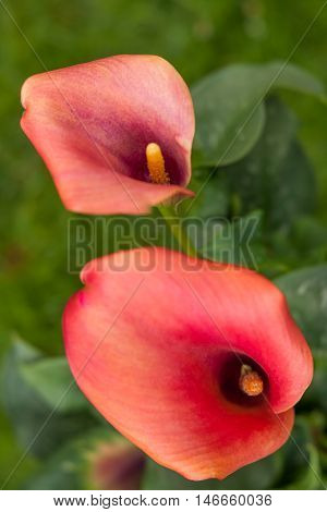 Soft focus image of the Calla lily red flowers