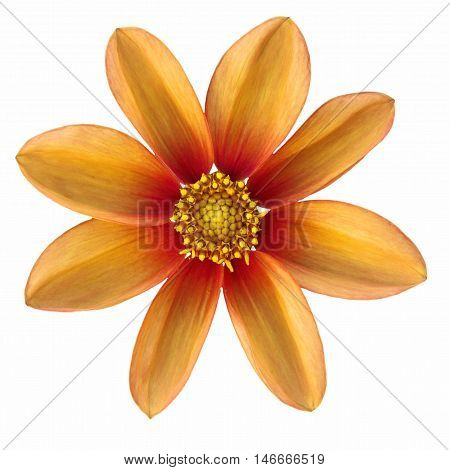 Orange flower Dalia georginia (Dahlia Cav.) in white background