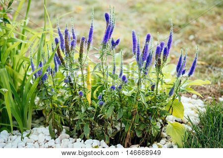 Veronicastrum virgin open ground  flowers. Purple color flowers