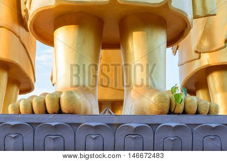 Bodhi tree (Ficus religiosa) Growing from feet of Golden Buddha statue.