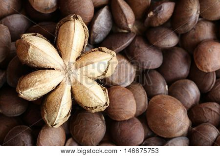 Legumes of Sacha inchi or Inca peanut for design concept health care of tropical herbs.