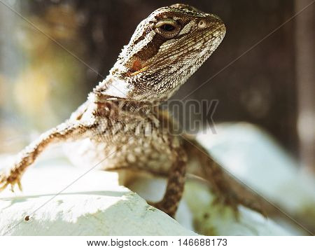 white small Gecko in captivity pet threat