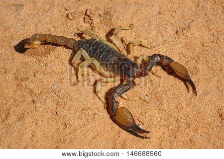 A poisonous scorpion (Parabuthus spp.), Kalahari desert, South Africa 
