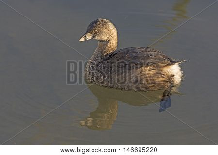 Pie-billed Grebe in a Wetland Pond near Port Aransas Texas
