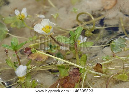 Pond Water Crowfoot - Ranunculus peltatus White Water Flowers