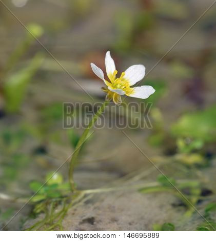 Pond Water Crowfoot - Ranunculus peltatus White Water Flower