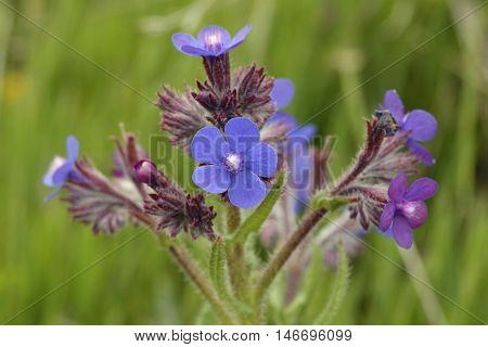 Italian Bugloss - Anchusa azurea Small Bright Blue Flower