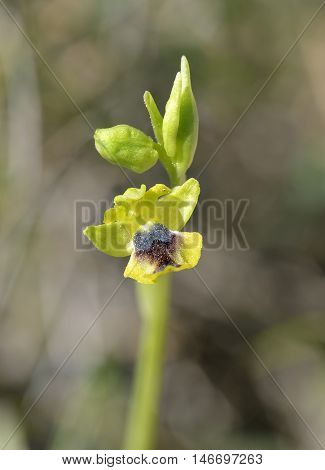 Ophrys lutea galilaea Subspecies of Yellow Bee Orchid from Cyprus