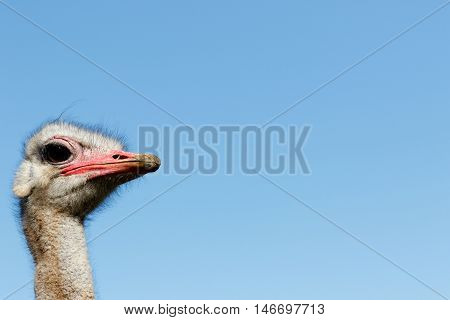 I Am The Ostrich