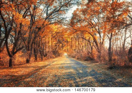 Autumn Forest. Forest With Country Road At Sunset