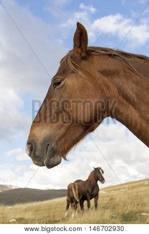 Three brown horses under a cloudy sky