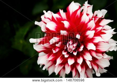 Single red and white dahlia flower blossom with green background