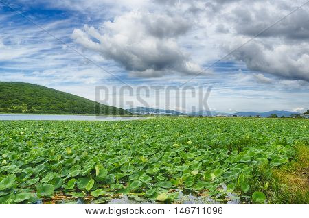 Lake Goose lotus on the background of clouds island Putyatin Primorsky Krai Russia