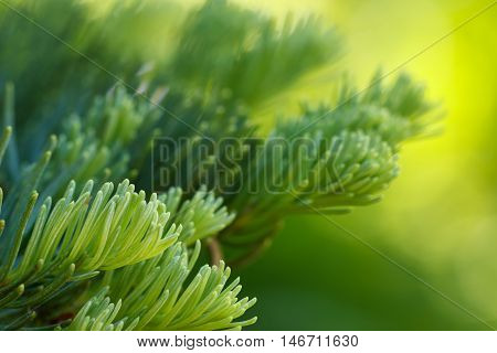 Closeup of red fir (Abies magnifica) needles against a blurred green background
