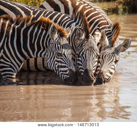 zebra drinking in wild. nature in wildliffe.