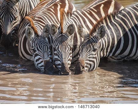 zebra drinking in wild. nature in wildliffe.
