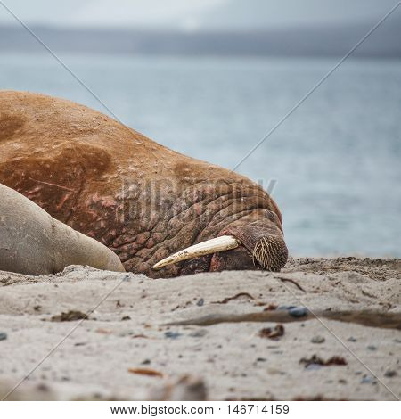 The walrus is a large flippered marine mammal with a discontinuous distribution about the North Pole in the Arctic Ocean and subarctic seas of the Northern Hemisphere.