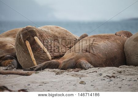 The walrus is a large flippered marine mammal with a discontinuous distribution about the North Pole in the Arctic Ocean and subarctic seas of the Northern Hemisphere.