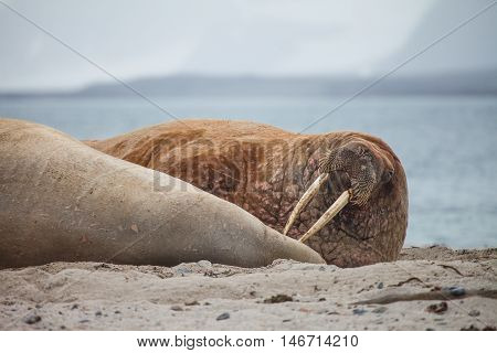 The walrus is a large flippered marine mammal with a discontinuous distribution about the North Pole in the Arctic Ocean and subarctic seas of the Northern Hemisphere.