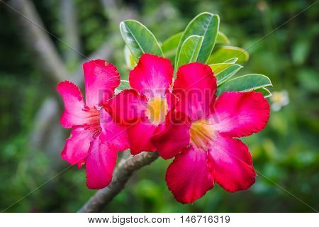 Close up of Red Desert Rose. Adenium Tropical flower