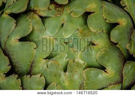 Closeup of the green leaves of an artichoke head