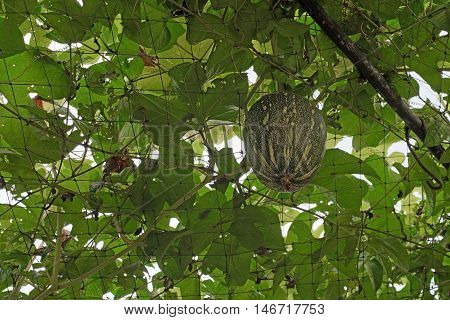 Squash Cushaw Pumpkin Or Cucurbita Mixta On Tree
