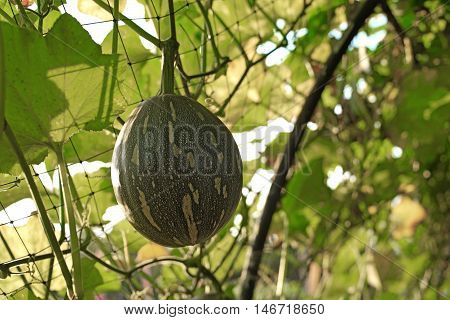 Squash Cushaw Pumpkin Or Cucurbita Mixta On Tree