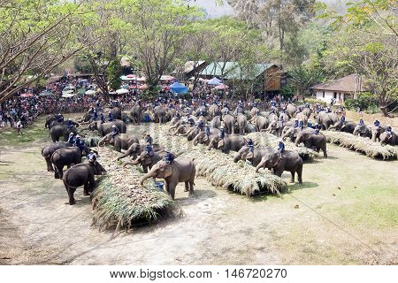 Chiang Mai Thailand,13 March 2016:thai Mahouts Ride On Elephants Enjoying Various Kind Of Fruits And