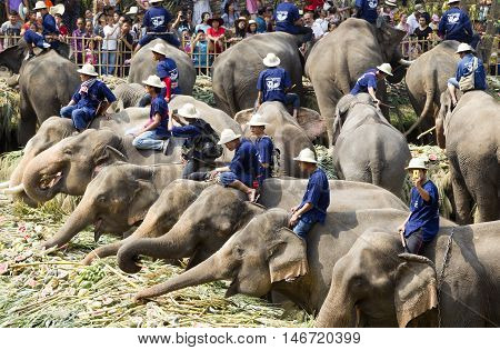 Chiang Mai Thailand,13 March 2016:thai Mahouts Ride On Elephants Enjoying Various Kind Of Fruits And