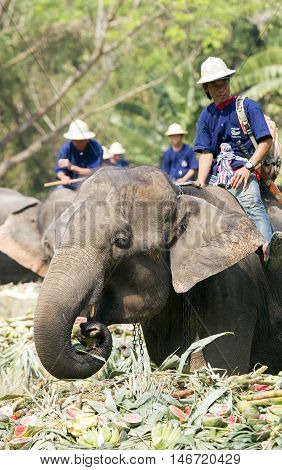 Chiang Mai Thailand,13 March 2016:thai Mahouts Ride On Elephants Enjoying Various Kind Of Fruits And