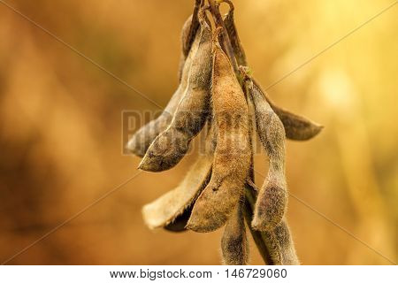 Close up of ripe soybean crop pods in cultivated field ready for harvesting season