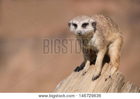 Meerkat Or Suricate