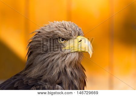 Big Sea Eagle (haliaeetus Albicill)