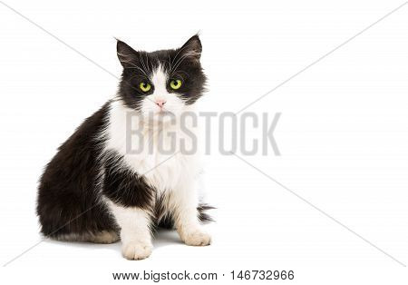 Black & white cat on white isolated background.