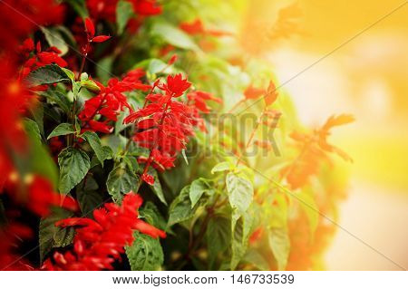 Beautiful bed with red flowers of the Salvia Divinorum. Nature Background.