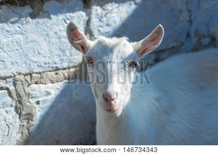 white goat standing on a brick wall background.