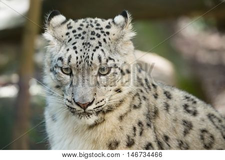 Snow Leopard, Irbis Uncia Uncia