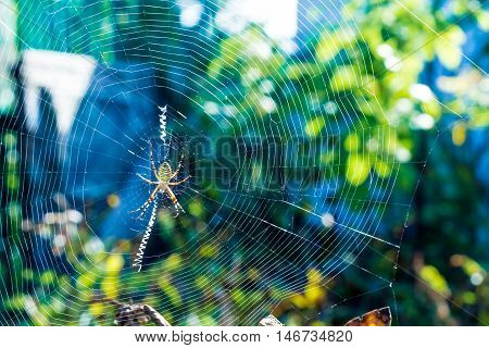 The big beautiful spider braids the web