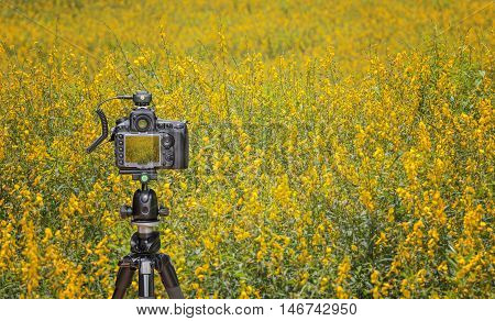 Camera on tripod capturing yellow sunhemp field
