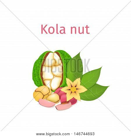 Vector illustration of a kola nut. Appetizing kola nut tree with yellow flower, red and yellow nuts and leaves on a white background. Elements of packaging design brochures on healthy eating