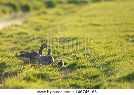 Family gooses  with goslings walking in grass