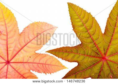 Castorbean leaf. Castor oil plant, Ricinus communis, medical and pharmaceutical plant. Colorful autumn leaves isolated on white.