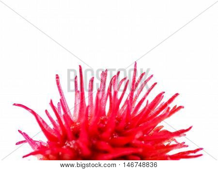 Close-up Castorbean bloom. Castor oil plant, Ricinus communis, medical and pharmaceutical plant