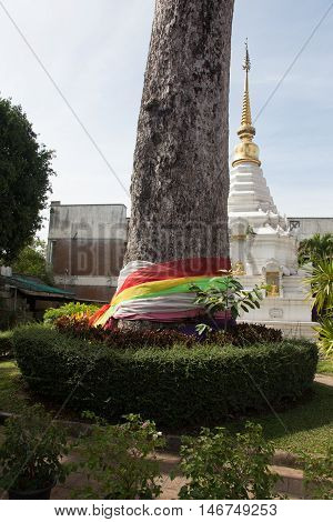 The sacred tree of Atsuta-jingu Shrine, in Thailand