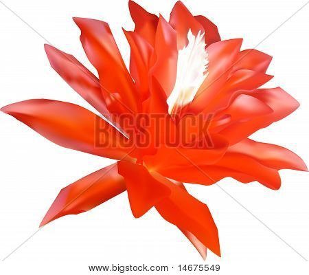 Cactus Flower