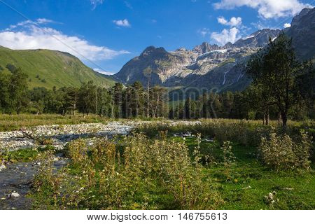 forest in mountain with green grass and blue sky with clouds