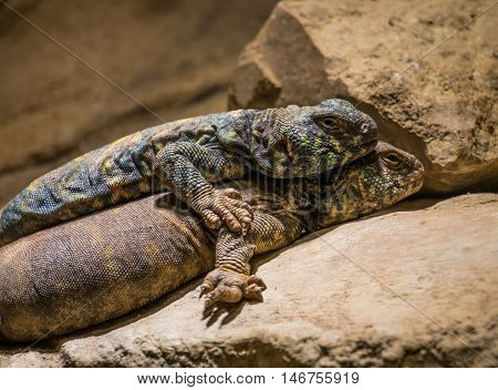 a blue Spiny Lizard and one Gila Monster lying together on the stone