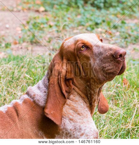 A Bracco Italiano portrait an Italian hunting dog