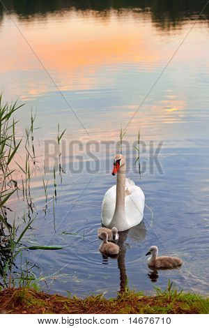 雛夕暮れに白鳥